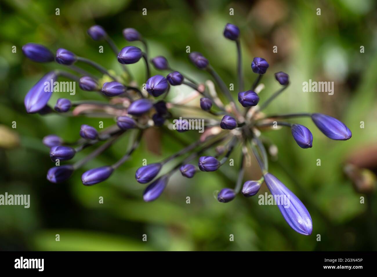 Germogli del viola Agapanthus africanus comunemente noto come giglio del Nilo. Vista dall'alto, inghiottire la profondità di campo, sfondo sfocato verde Foto Stock