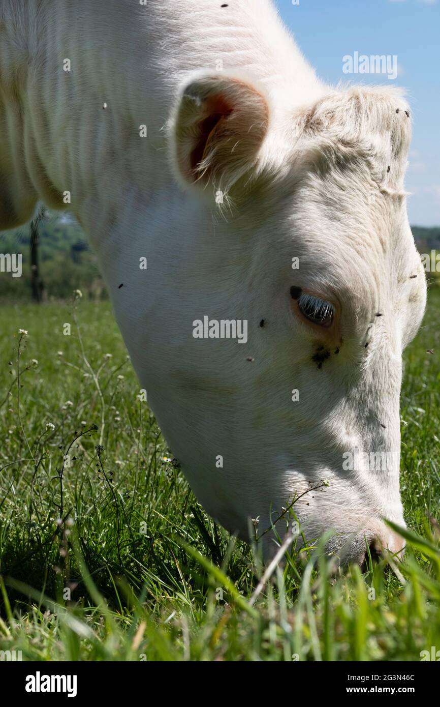 Testa di una mucca bianca al pascolo circondata da mosche in un prato verde succosa. Vista laterale Foto Stock