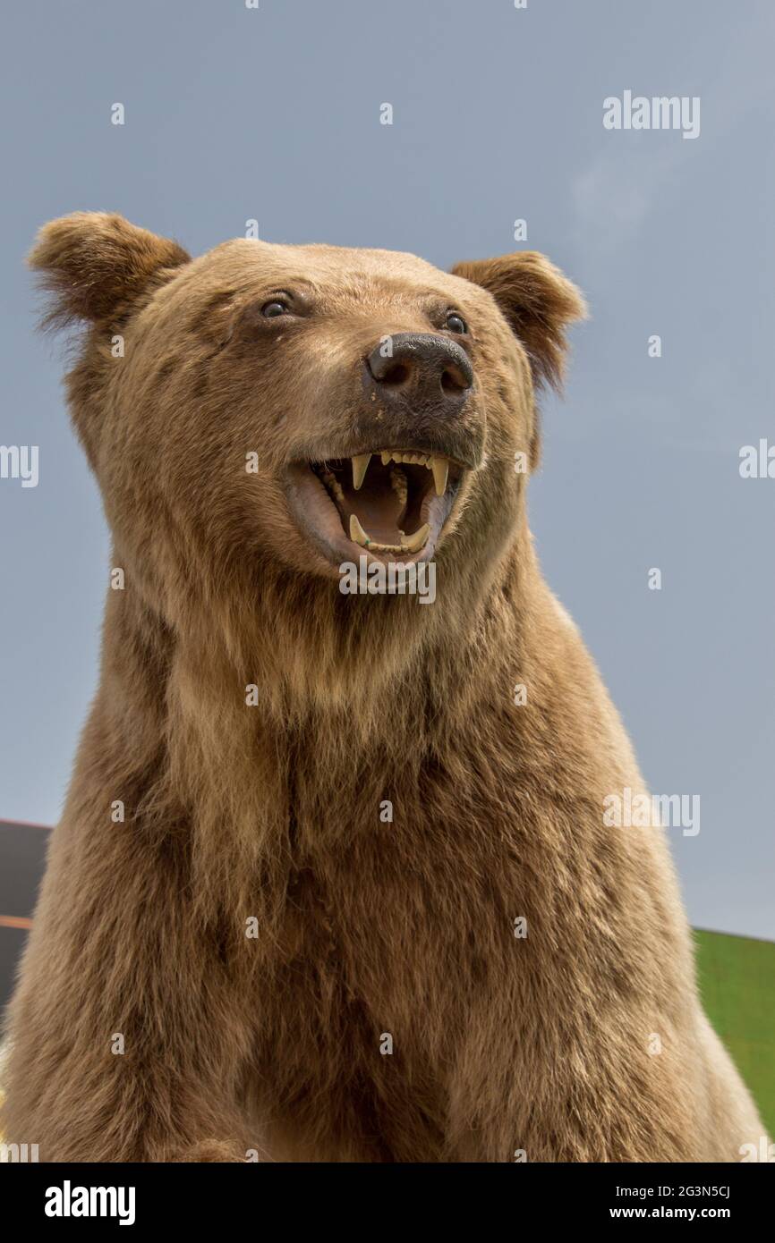 La testa di orso bruno farcito grande come animale selvatico Foto Stock