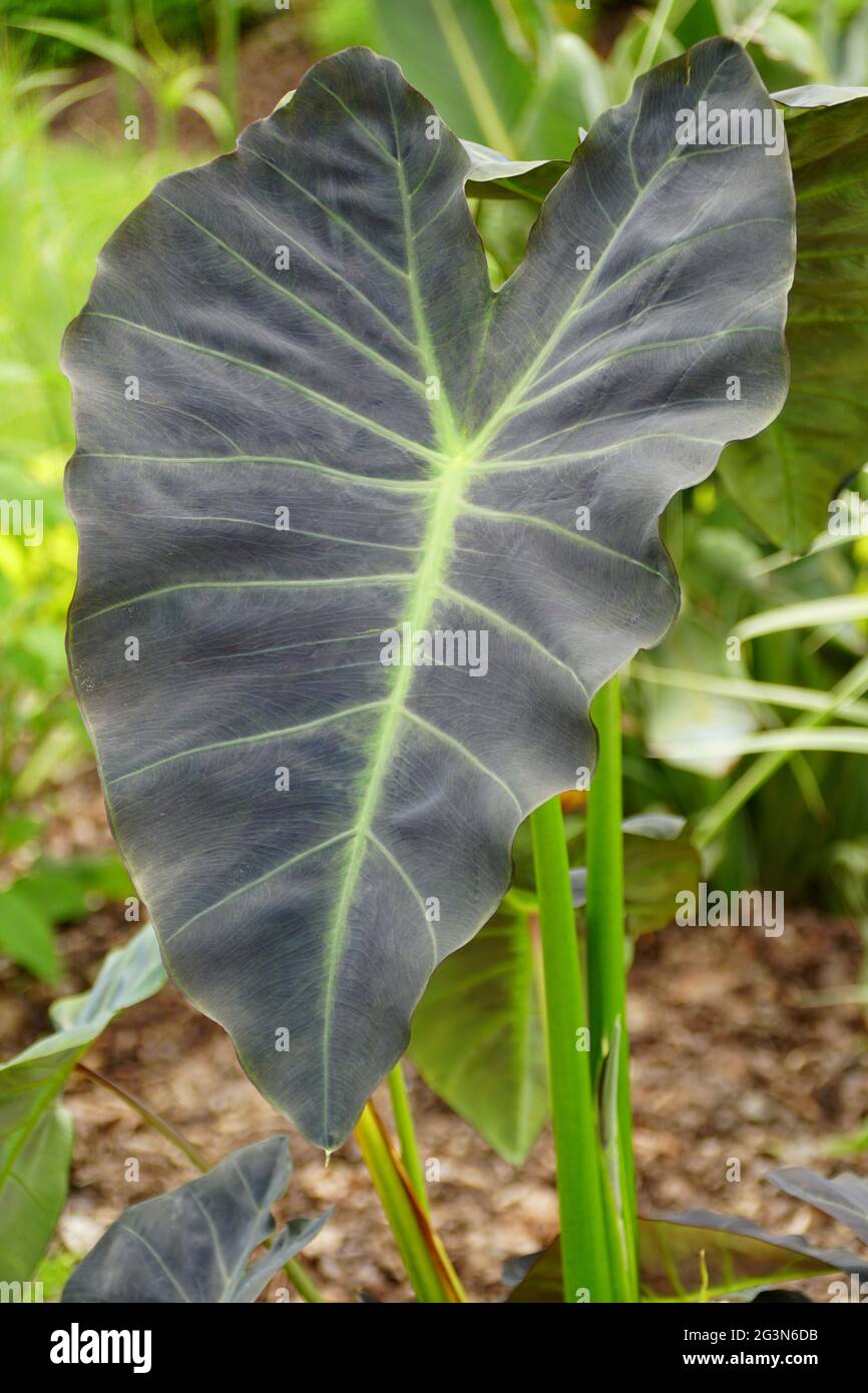 Il colore verde scuro della pianta dell'orecchio dell'Elefante 'Coal Miner' Foto Stock