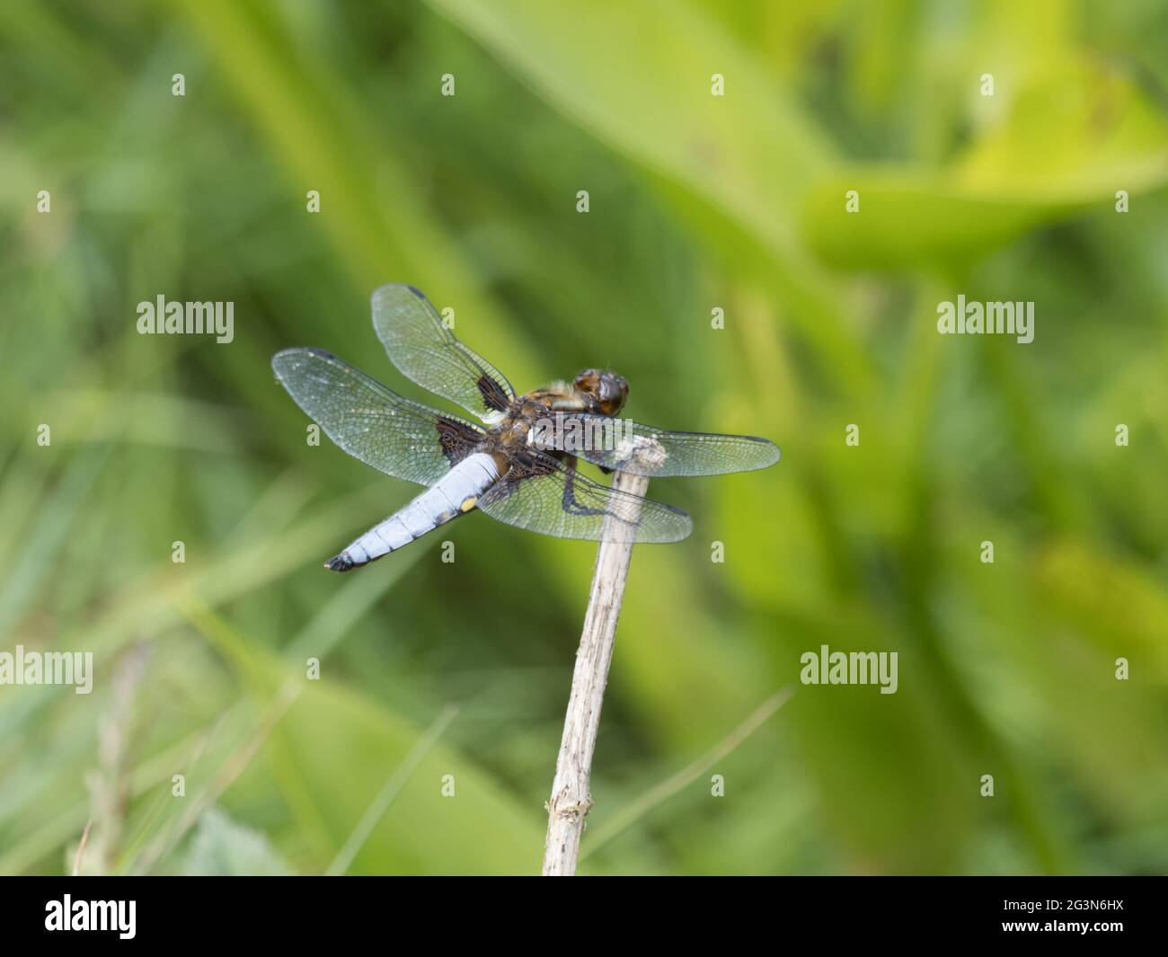 Un depra di Libellula maschio, Chaser di corpo largo o Darter di corpo largo, perching su un bastone. Foto Stock