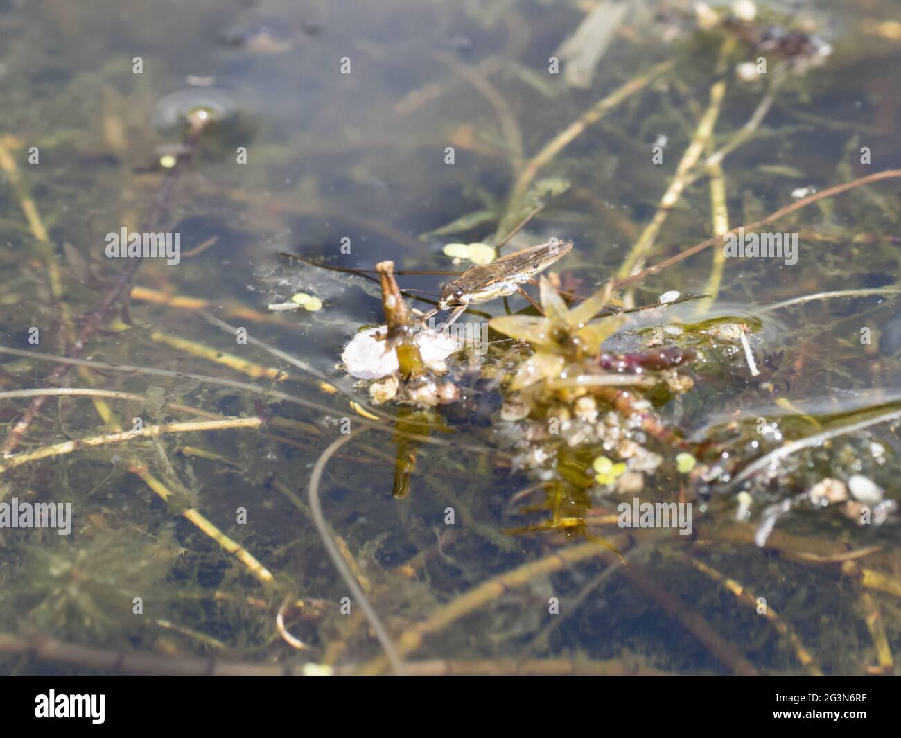 Gerris lacustris, comunemente conosciuto come il pattinatore comune del laghetto o Strider comune dell'acqua. Foto Stock