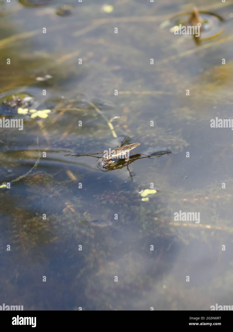 Gerris lacustris, comunemente conosciuto come il pattinatore comune del laghetto o Strider comune dell'acqua. Foto Stock