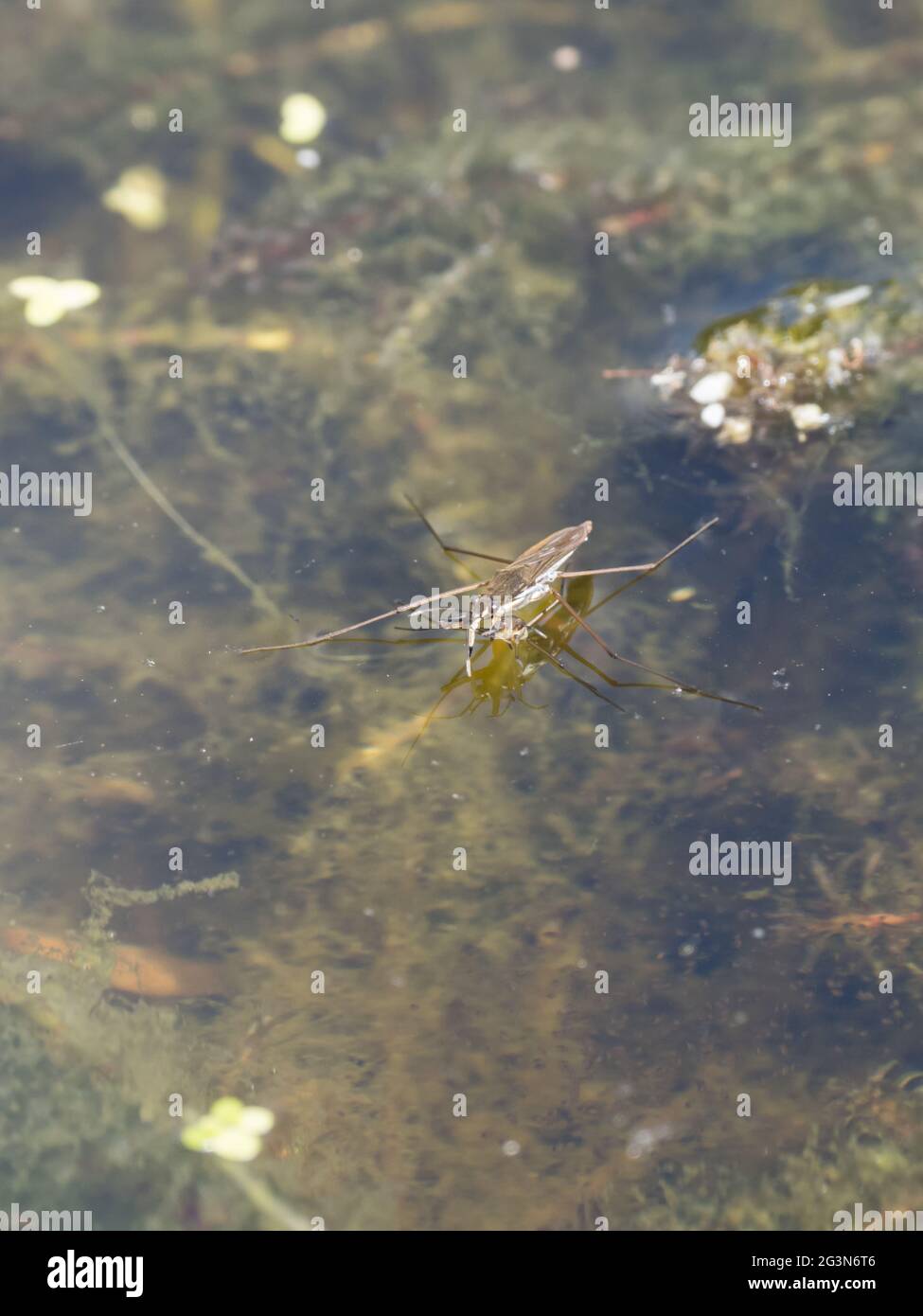 Gerris lacustris, comunemente conosciuto come il pattinatore comune del laghetto o Strider comune dell'acqua. Foto Stock