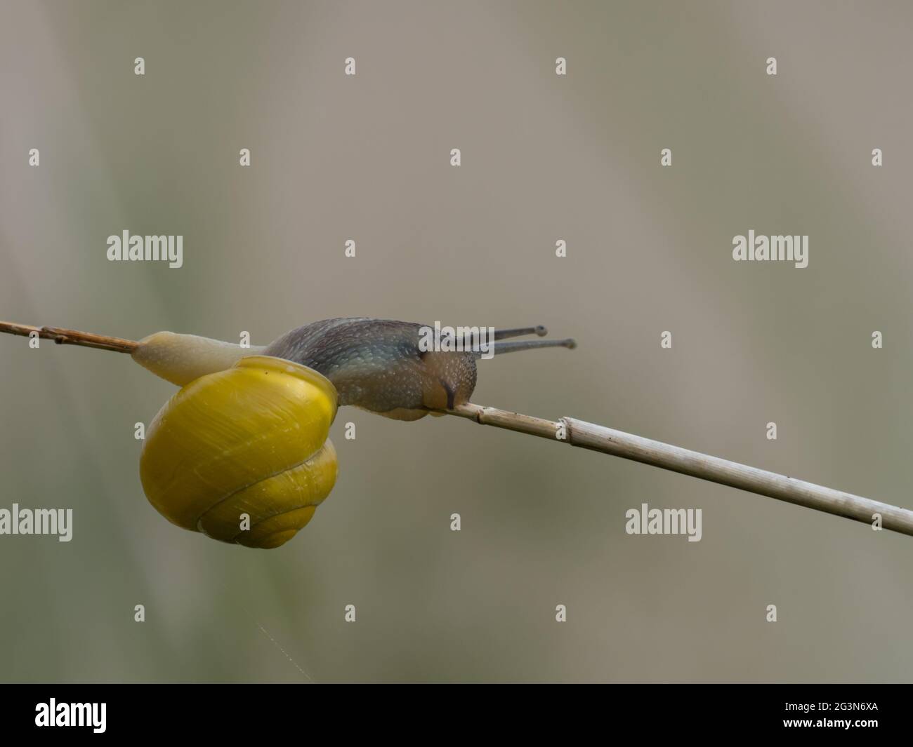 Una forma gialla della lumaca bianca o della lumaca a bancate del giardino, (Cepaea hortensis). Foto Stock