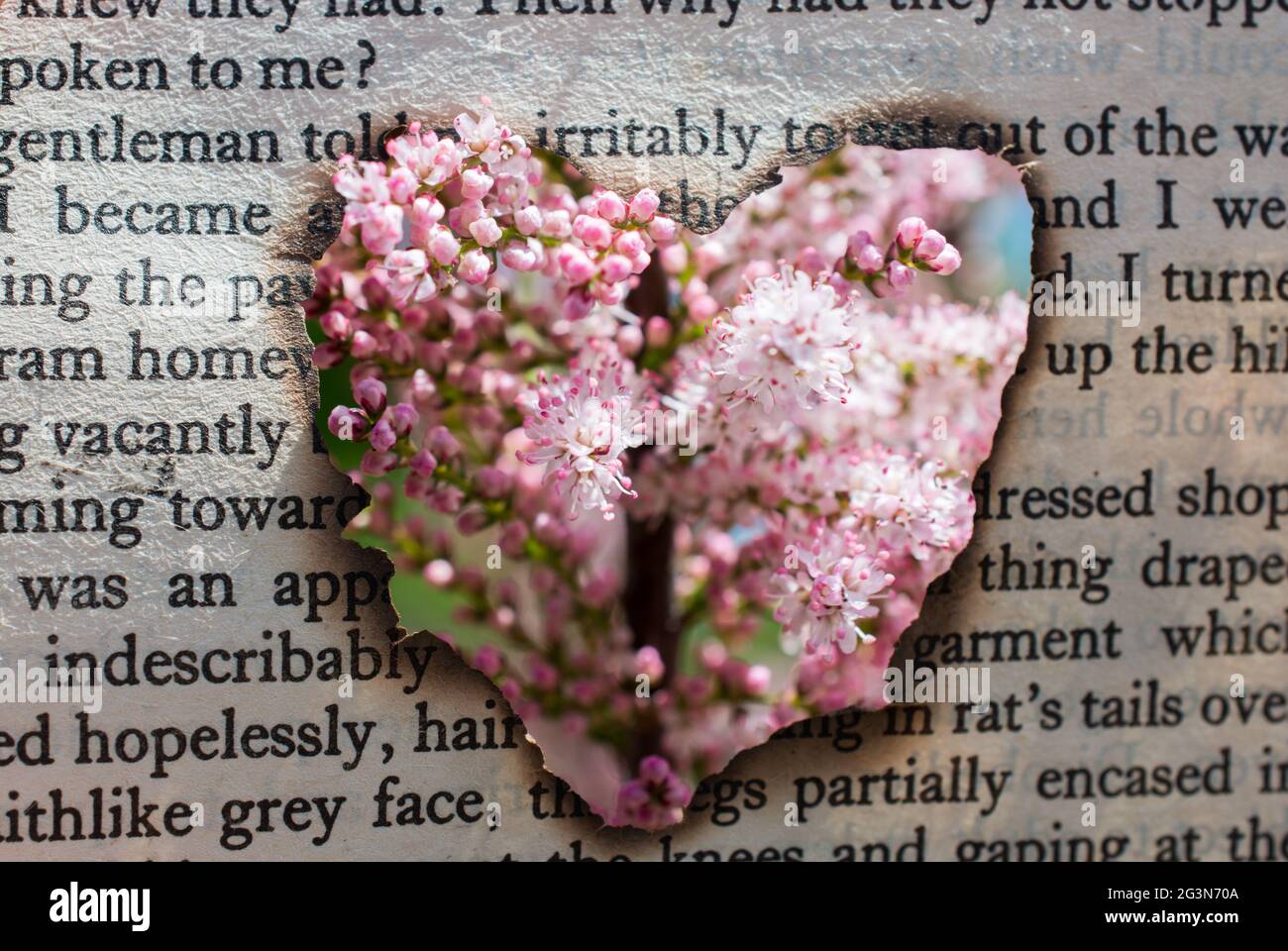 Fiori visti attraverso la forma di cuore Foto Stock