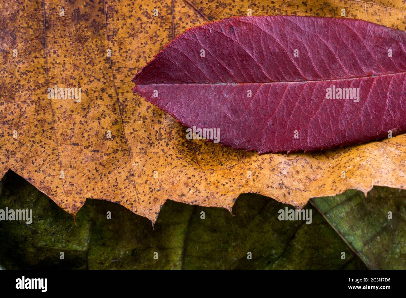 Foglia secca eccezionale su altre foglie come sfondo di autunno Foto Stock