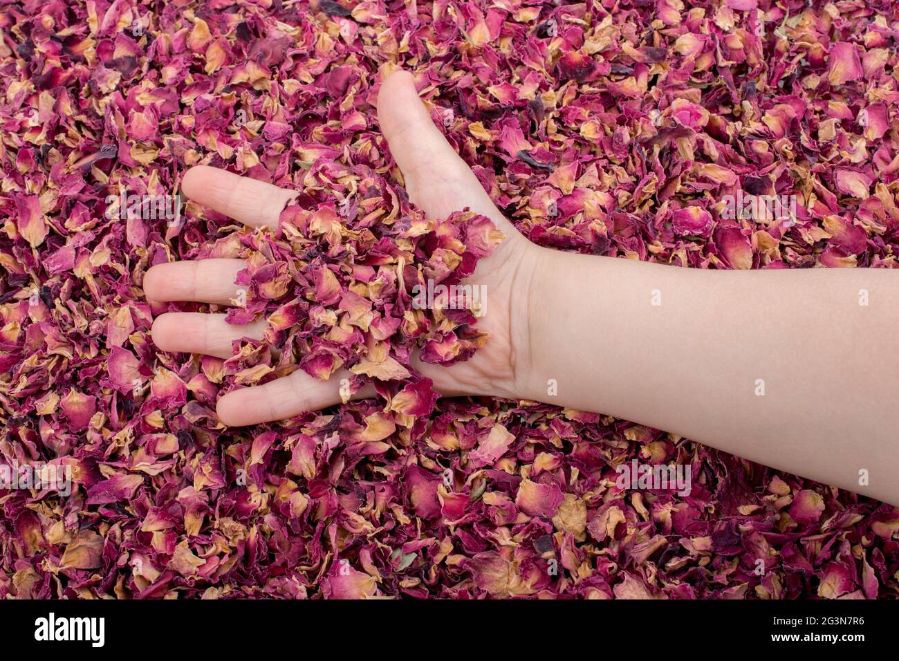 Sfondo di petali di rosa essiccati Foto Stock