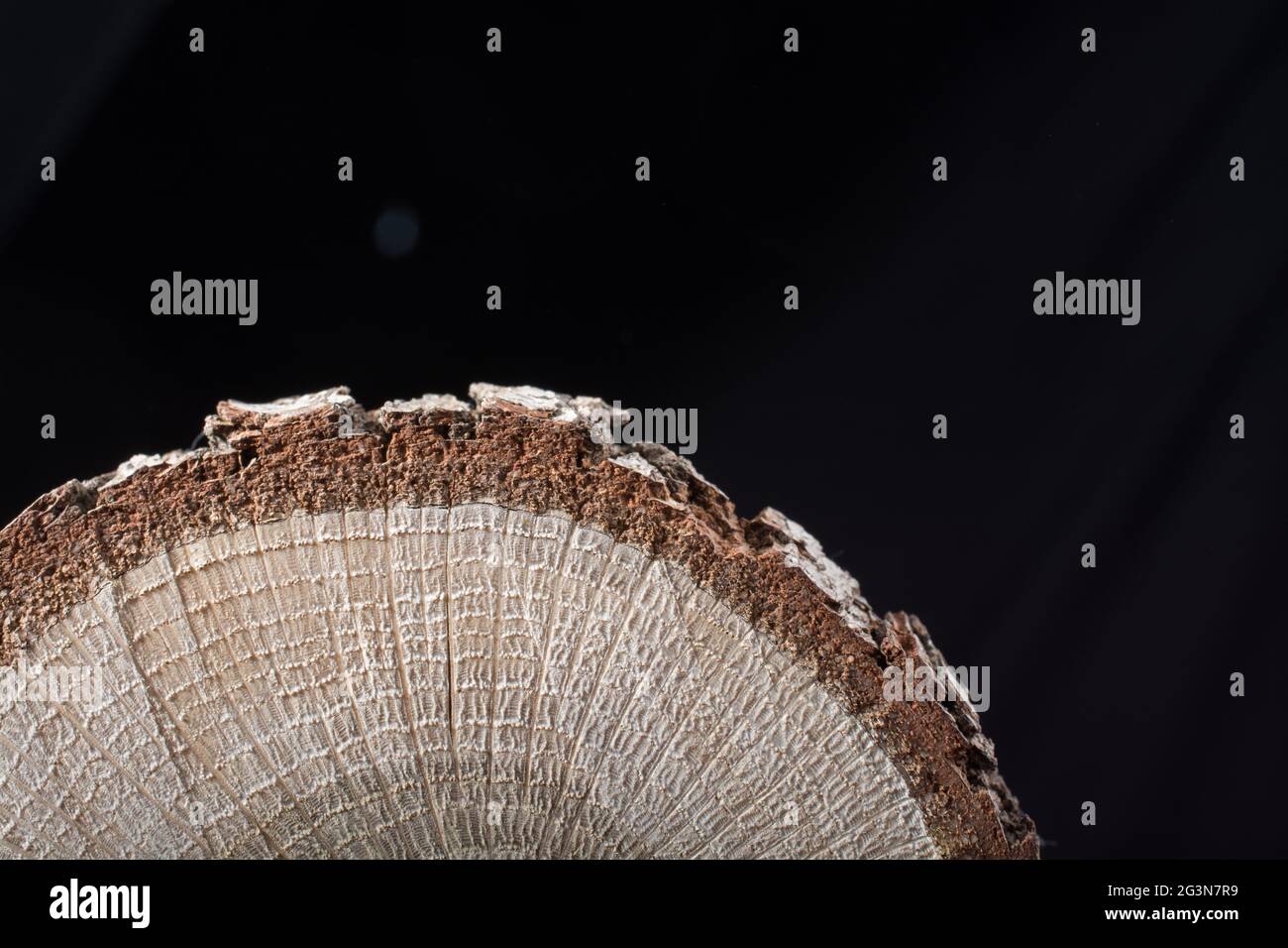 Piccolo pezzo di tronchi di legno tagliato Foto Stock