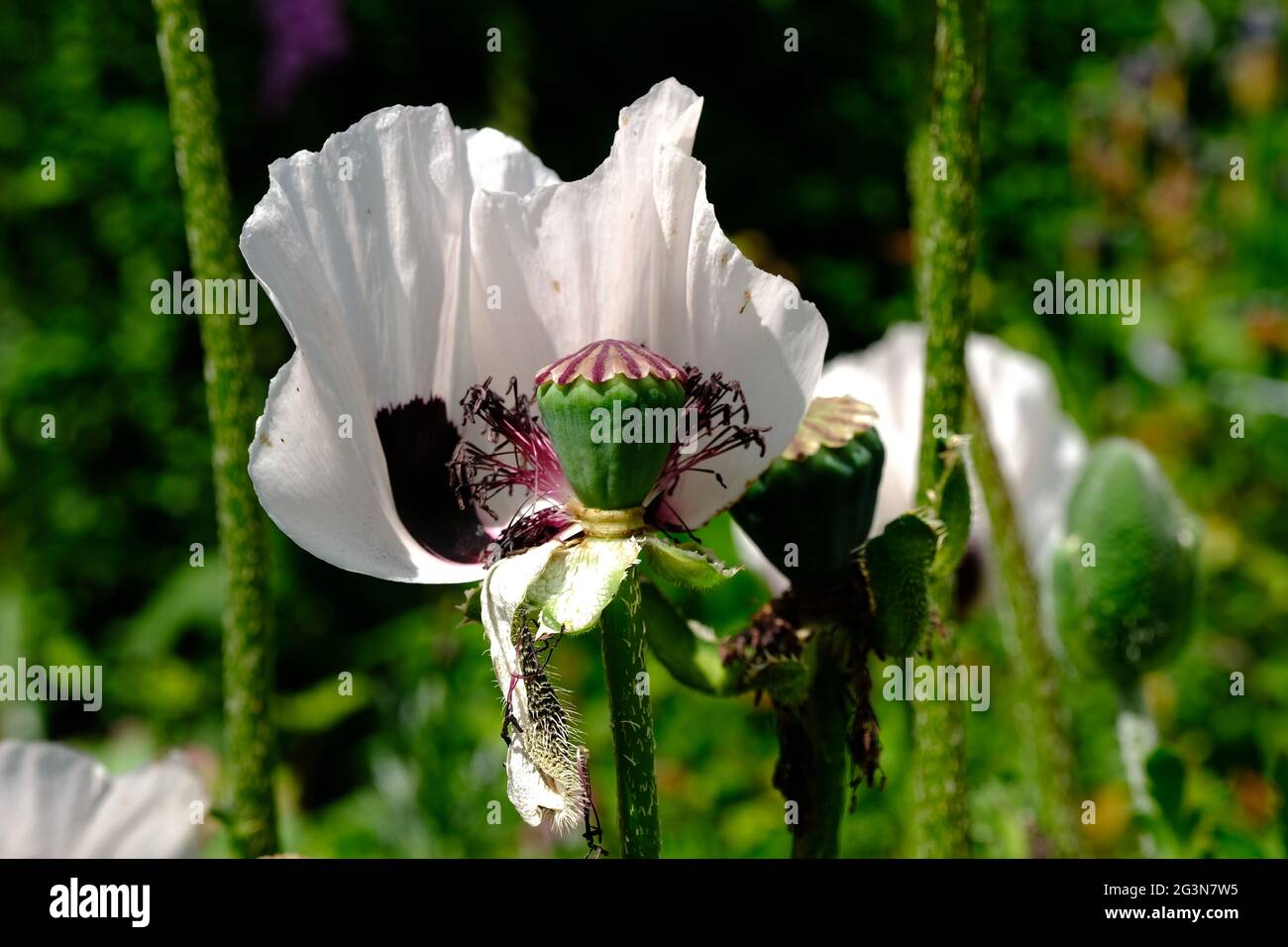 Royal Wedding Papaver orientale stupefacente papavero bianco con centro scuro e testa di seme verde Foto Stock