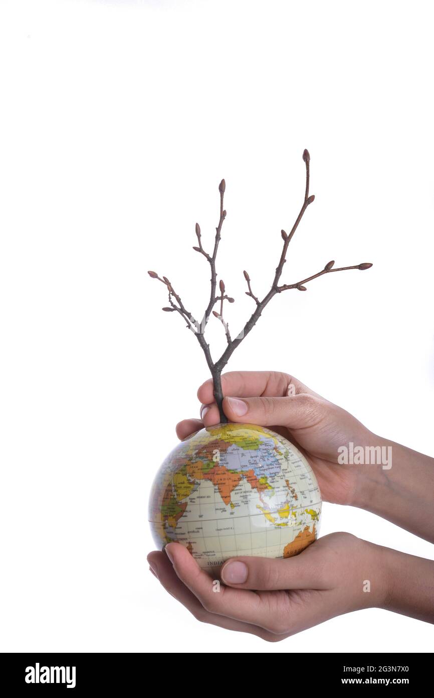 Mano che tiene albero sul globo Foto Stock