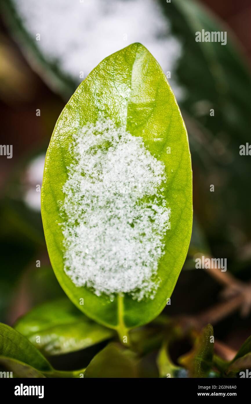 Neve sulla foglia di una pianta in inverno Foto Stock