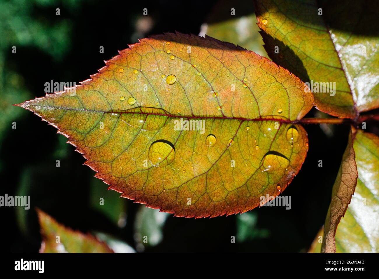 Foglie come sfondo di natura floreale di vegetazione Foto Stock