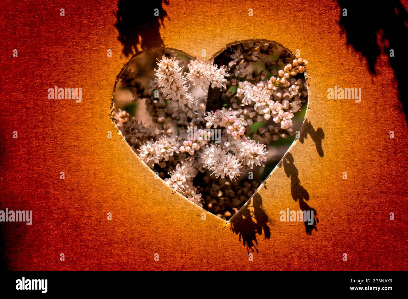 Fiori visti attraverso la forma di cuore Foto Stock