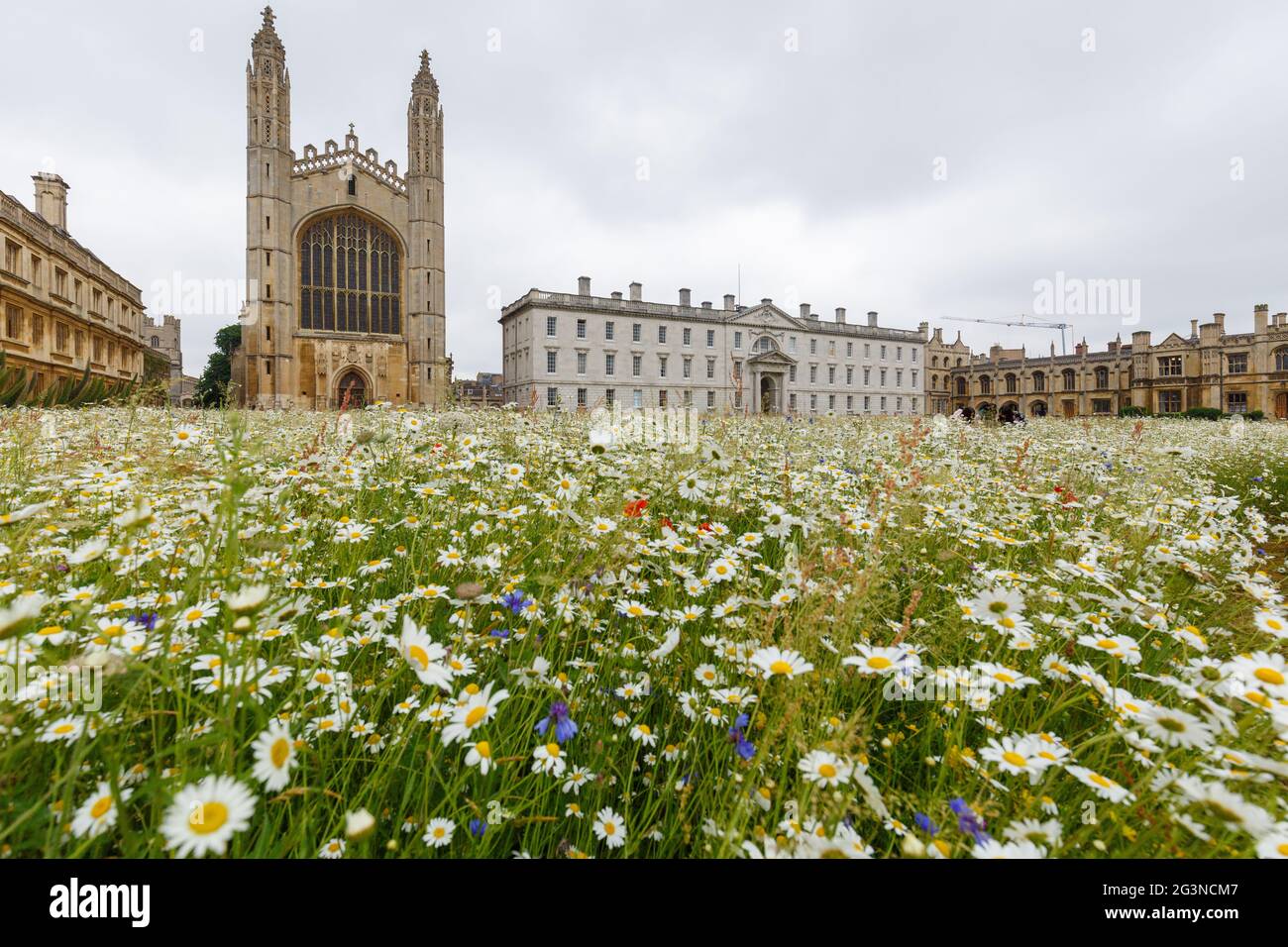 Una vista panoramica grandangolare dei fiori selvatici che crescono sul prato del King's College di Cambridge. Foto Stock