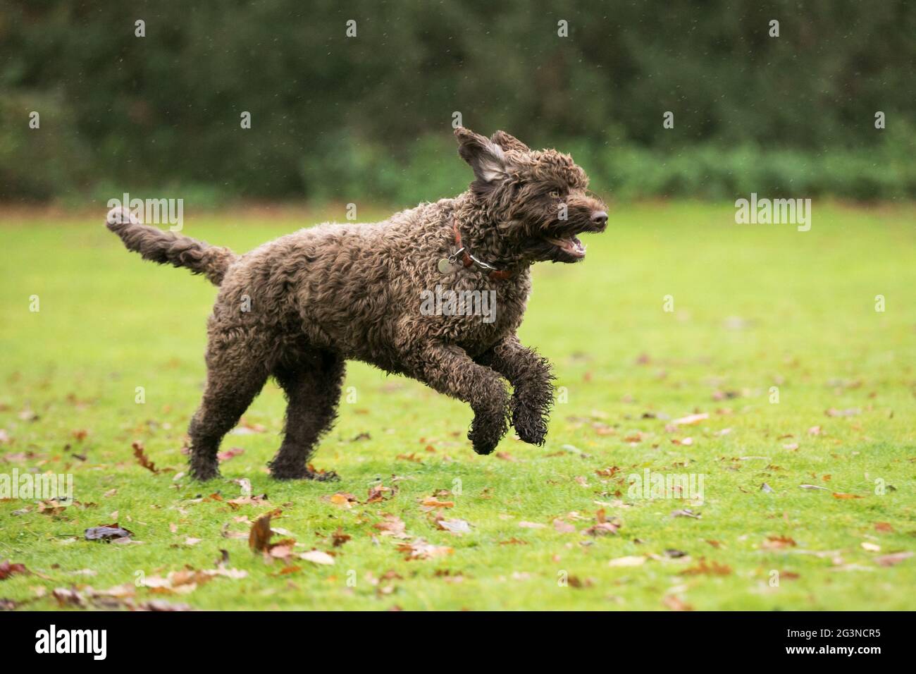 Digby cane di salvataggio del fuoco Foto Stock