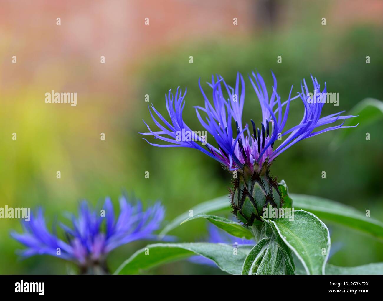 La testa di fiore di uno splendido Cornflower di montagna (Centaurea cyanus) Foto Stock