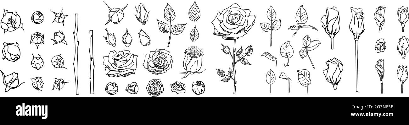 Grande serie di rose e foglie di linea. Illustrazione delle rose. Fiori disegnati a mano. Elementi floreali vettoriali clipart. Perfetto per le decorazioni per le schede di nozze Illustrazione Vettoriale