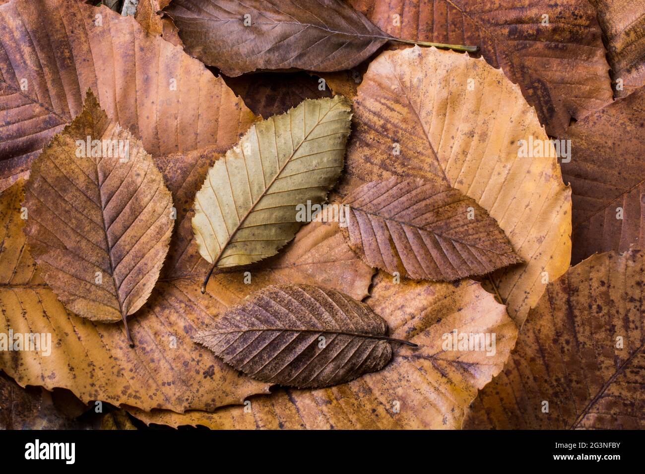 Foglie asciutte eccezionali su altre foglie come sfondo autunnale Foto Stock