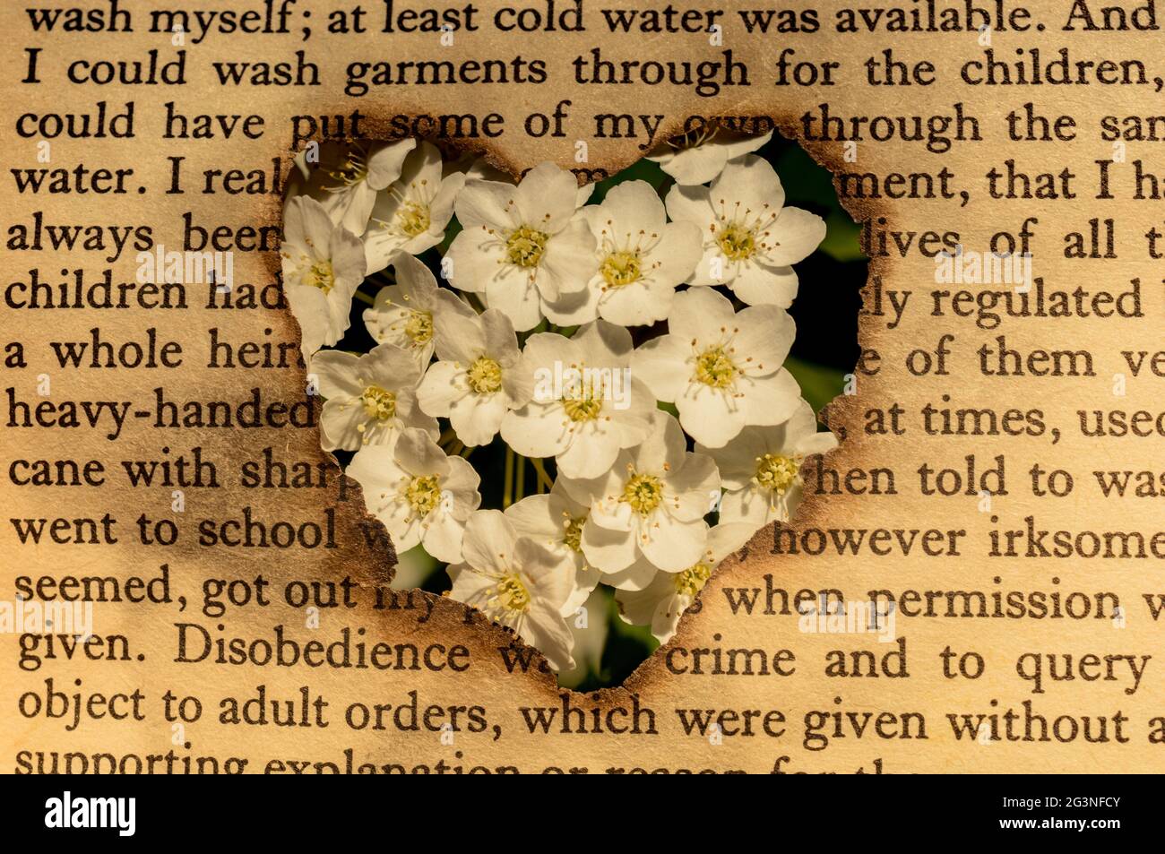 Fiori visti attraverso la forma di cuore Foto Stock