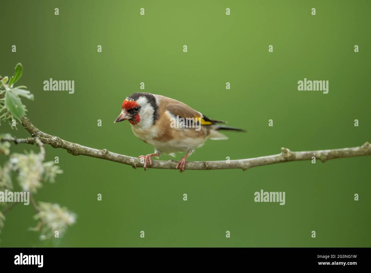 Goldfinch, arroccato su un ramo, in primo piano in una foresta, in Scozia in estate Foto Stock