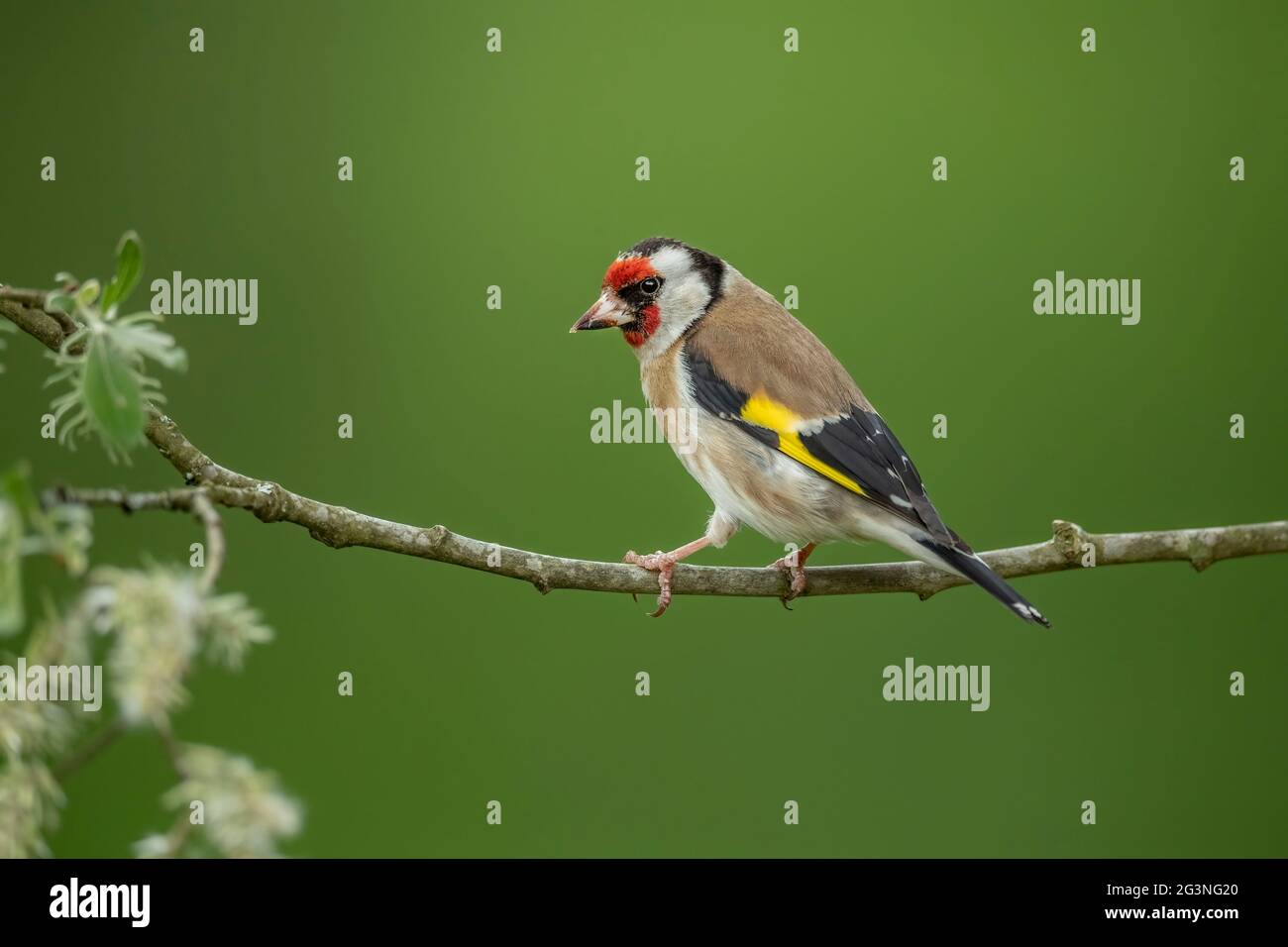 Goldfinch arroccato su un ramo, in primo piano in una foresta, in Scozia in estate Foto Stock