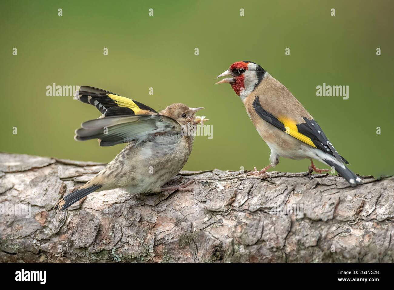 Goldfinch nutrendo un bambino su un tronco di albero, in primo piano in una foresta, in Scozia in primavera Foto Stock