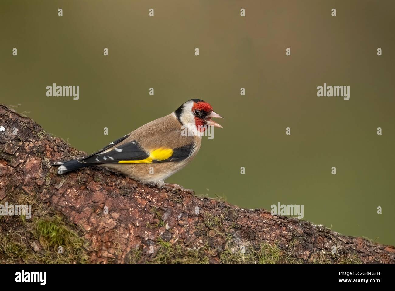Goldfinch su un tronco di albero, primo piano, in una foresta, in Scozia in primavera, mangiare Foto Stock