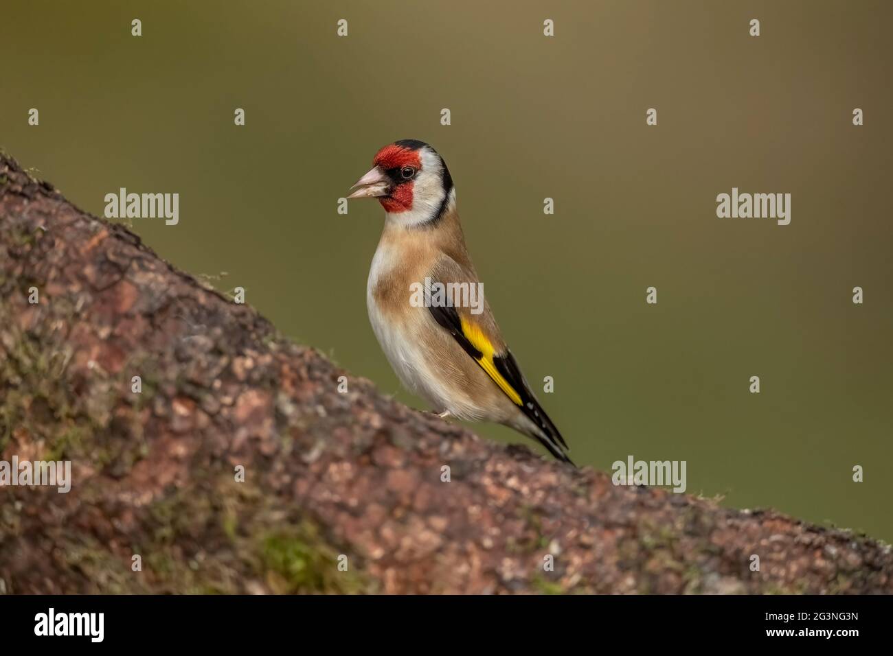 Goldfinch su un tronco di albero, primo piano, in una foresta, in Scozia in primavera, mangiare Foto Stock