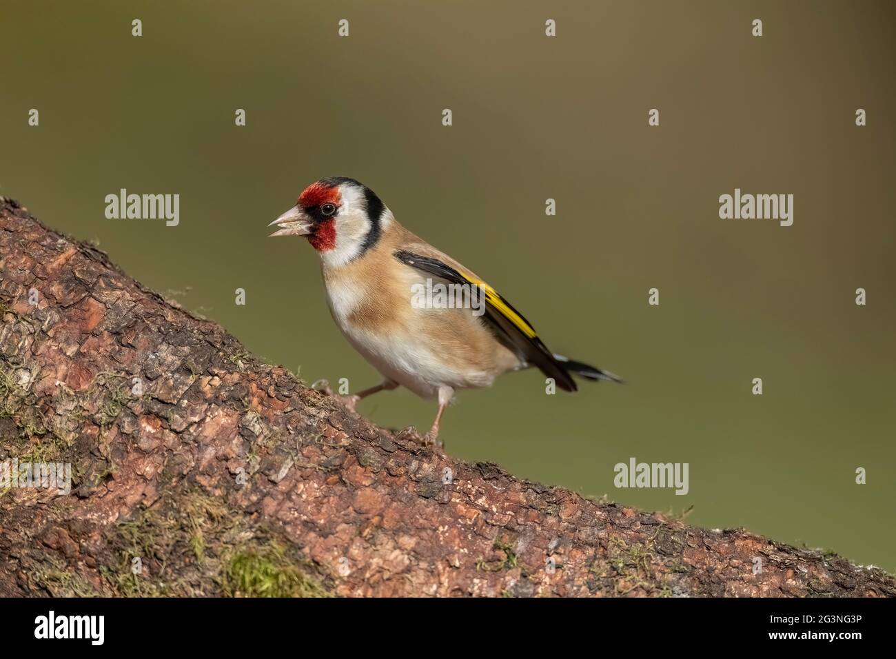 Goldfinch su un tronco di albero, primo piano, in una foresta, in Scozia in primavera, mangiare Foto Stock