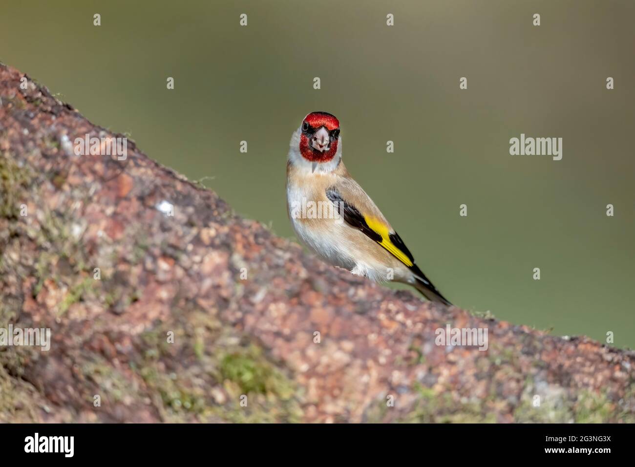 Goldfinch su un tronco di albero, primo piano, in una foresta, in Scozia in primavera Foto Stock