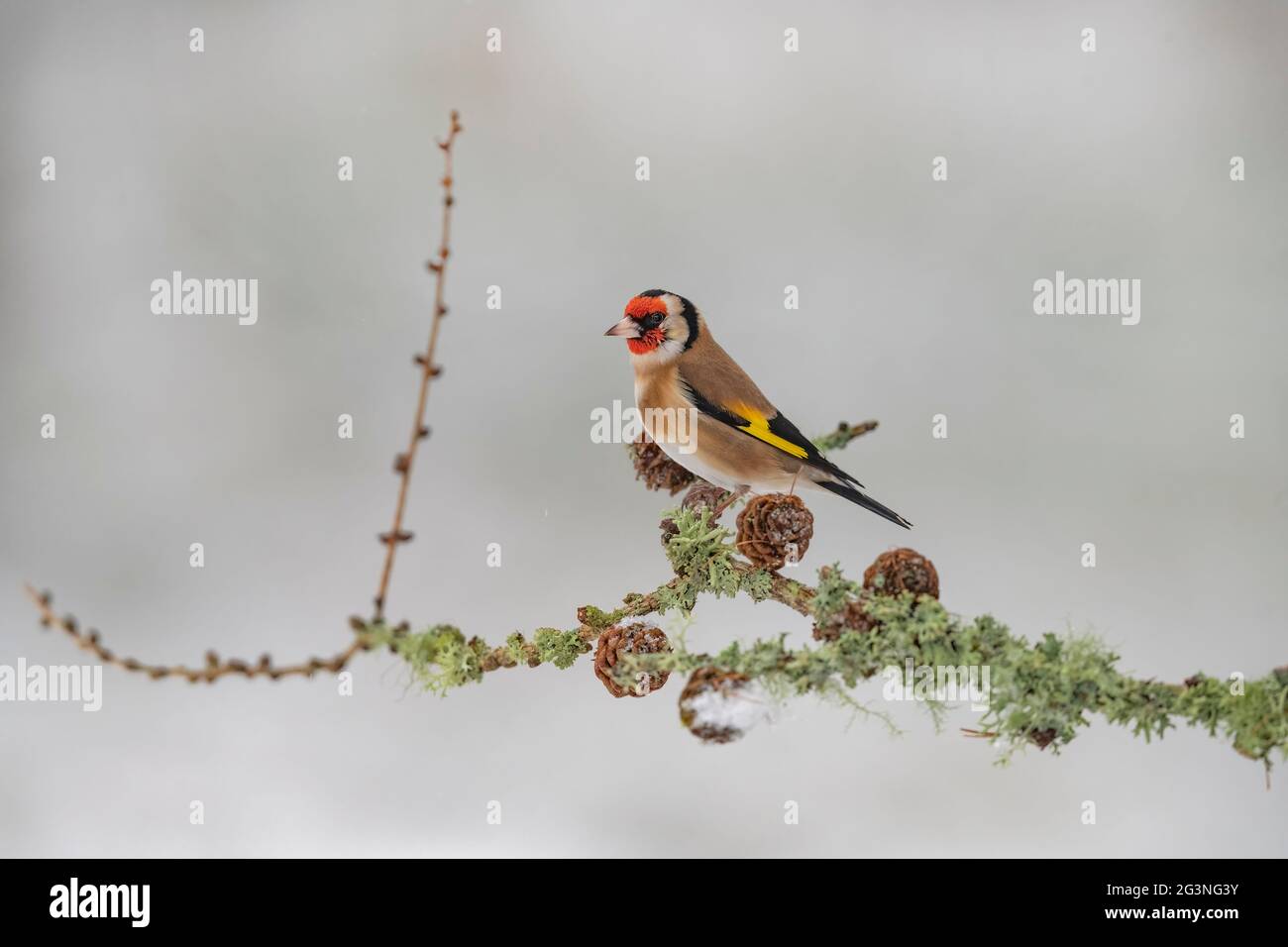 Goldfinch arroccato su un ramo, in primo piano in una foresta, in Scozia in inverno Foto Stock