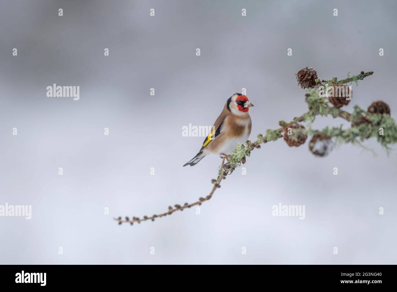 Goldfinch arroccato su un ramo, in primo piano in una foresta, in Scozia in inverno Foto Stock