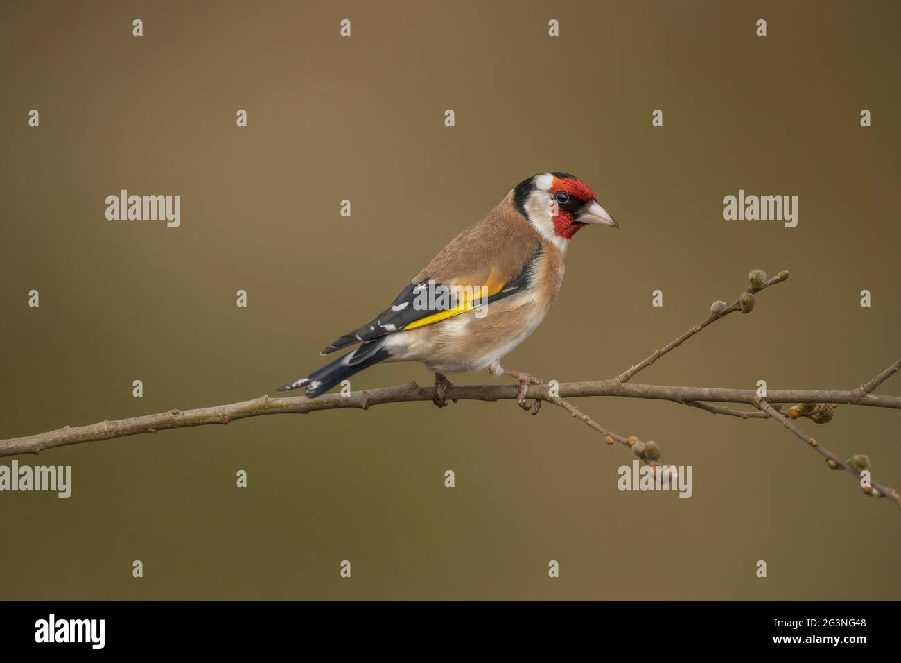 Goldfinch arroccato su un ramo, in primo piano in una foresta, in Scozia in primavera Foto Stock