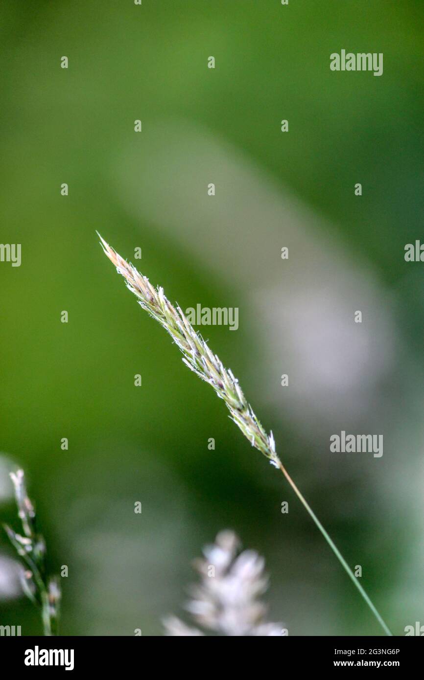 Bellezza semplice in esposizione con una lama di erba di grano. Foto Stock