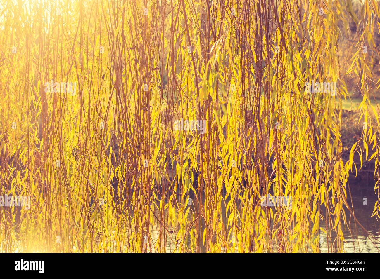 Foglie come sfondo di natura floreale di vegetazione Foto Stock