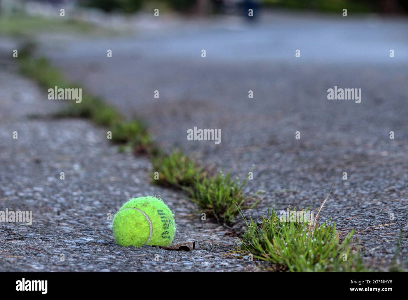 Giocare a fetch con i cani! Foto Stock