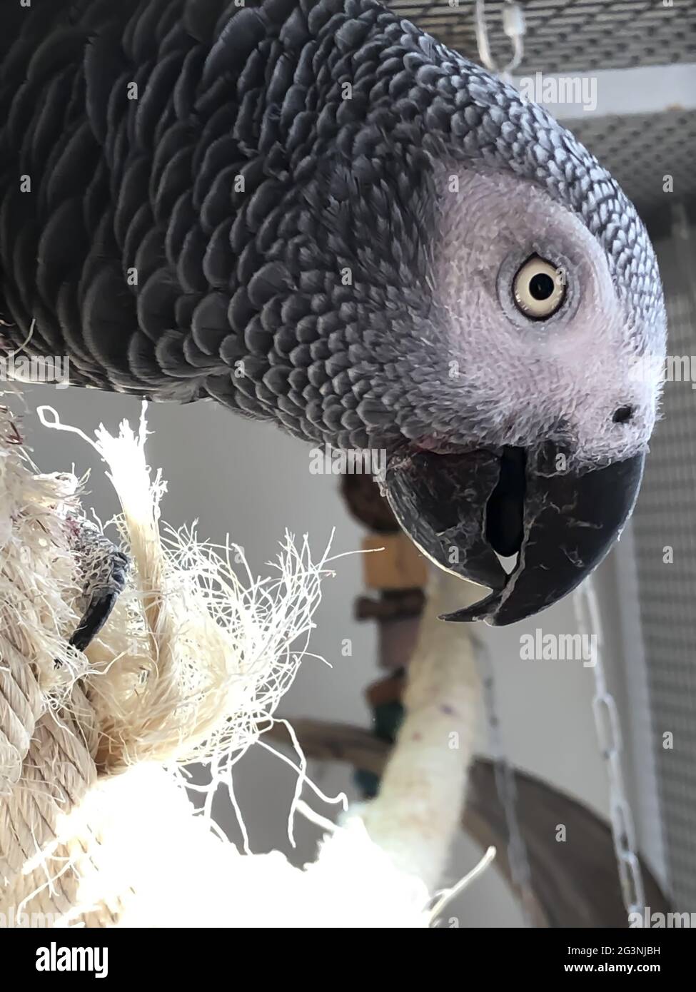 Ritratto del Parrot grigio africano del Congo Psittacus erithacus erithacus) Foto Stock
