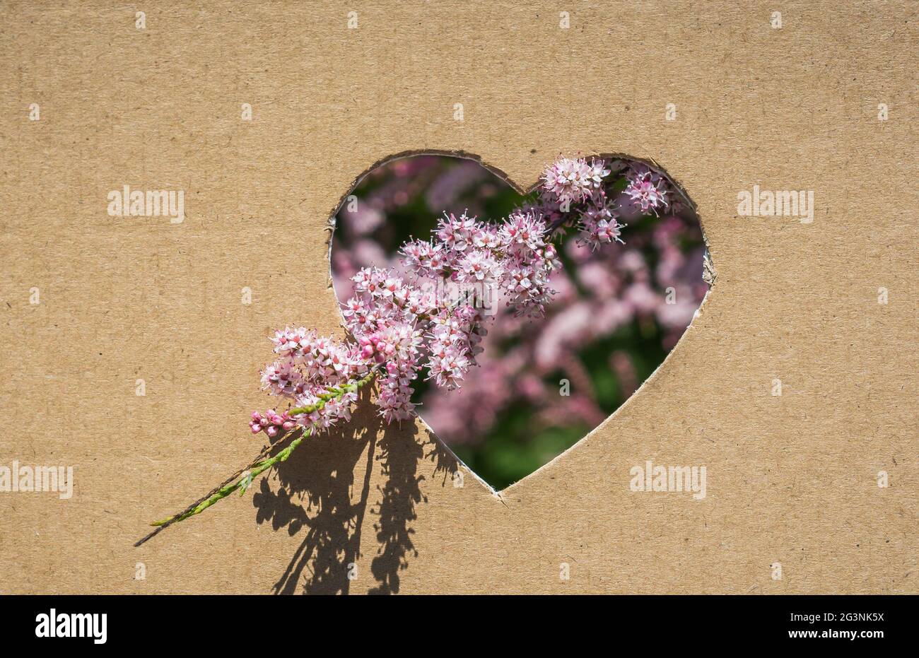 Fiori visti attraverso la forma di cuore Foto Stock