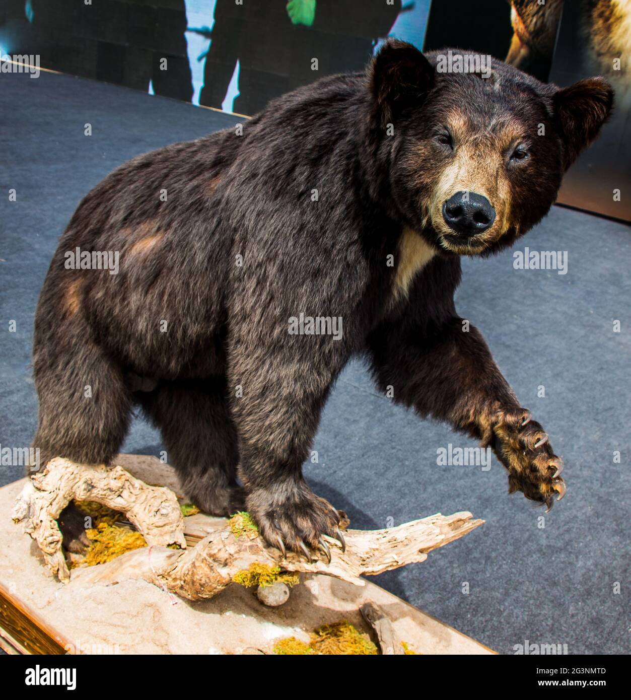 Il grande orso nero farcito come animale selvaggio in vista Foto Stock