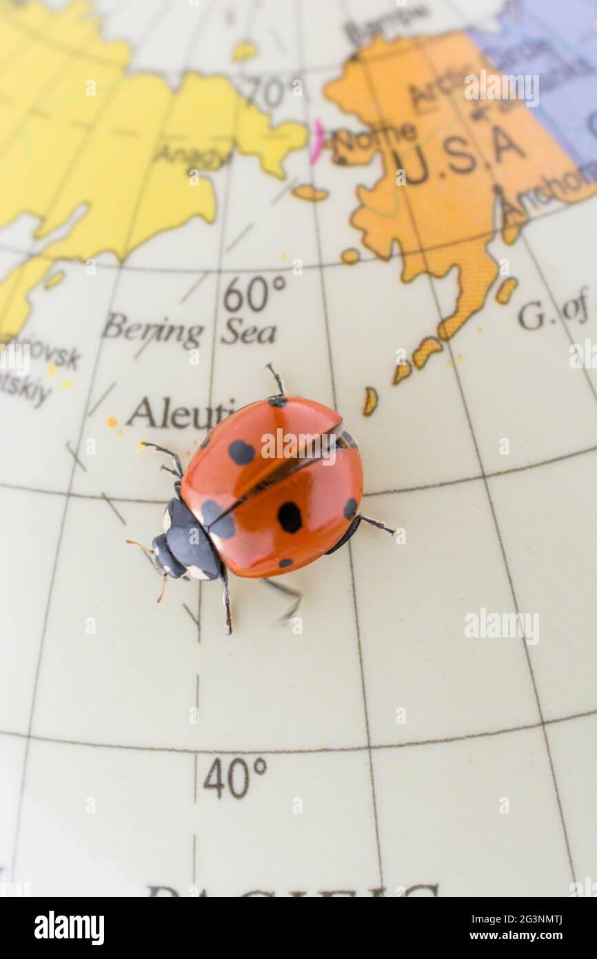 Ladybug su un piccolo globo modello colorato Foto Stock Ladybug su un piccolo globo modello colorato Foto Stock