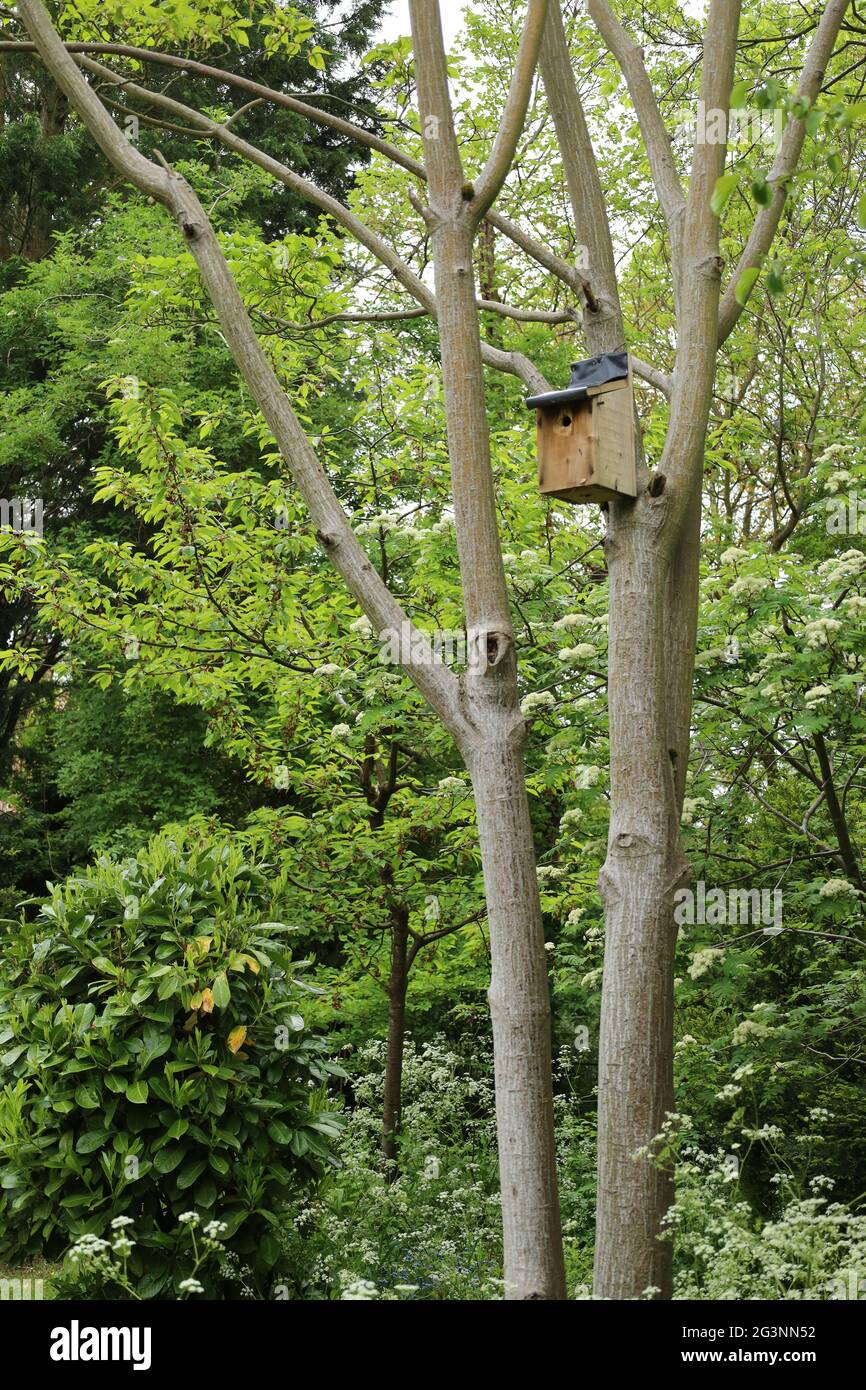Nest box attaccato alla corteccia serpente acer albero in legno - Sharnbrook, Bedfordshire, Inghilterra, Regno Unito Foto Stock