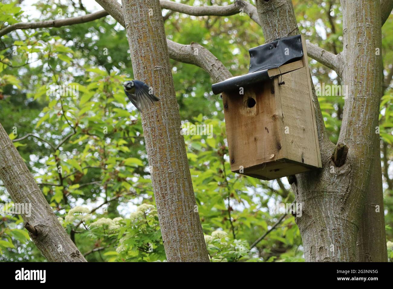 Rapido movimento blu TIT volo da scatola nido attaccato alla corteccia serpente acer albero in legno - Springtime, Sharnbrook, Bedfordshire, Inghilterra, Regno Unito Foto Stock