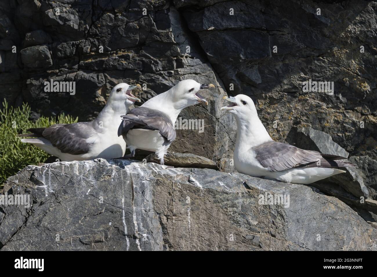 Fulmars che interagiscono su una scogliera in Cornovaglia, Regno Unito Foto Stock