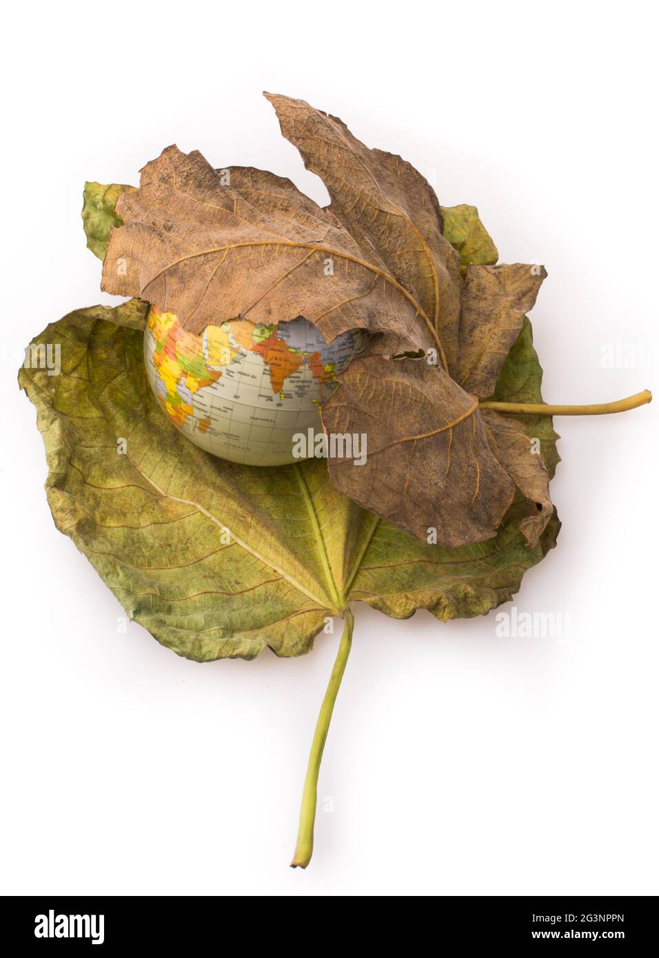 Piccolo modello globo posto tra due foglie d'autunno Foto Stock