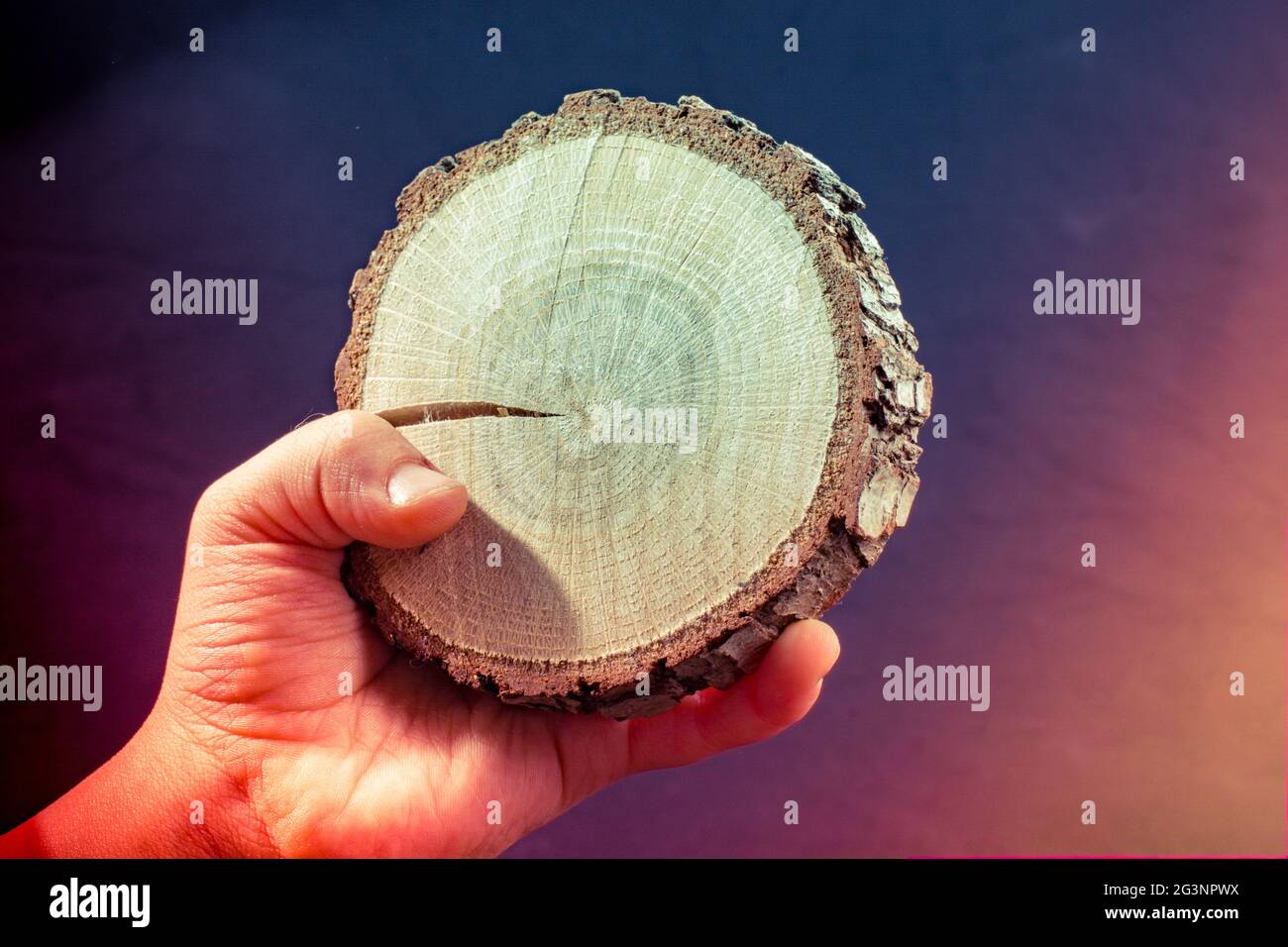 Piccolo pezzo di legno tagliato log in mano Foto Stock