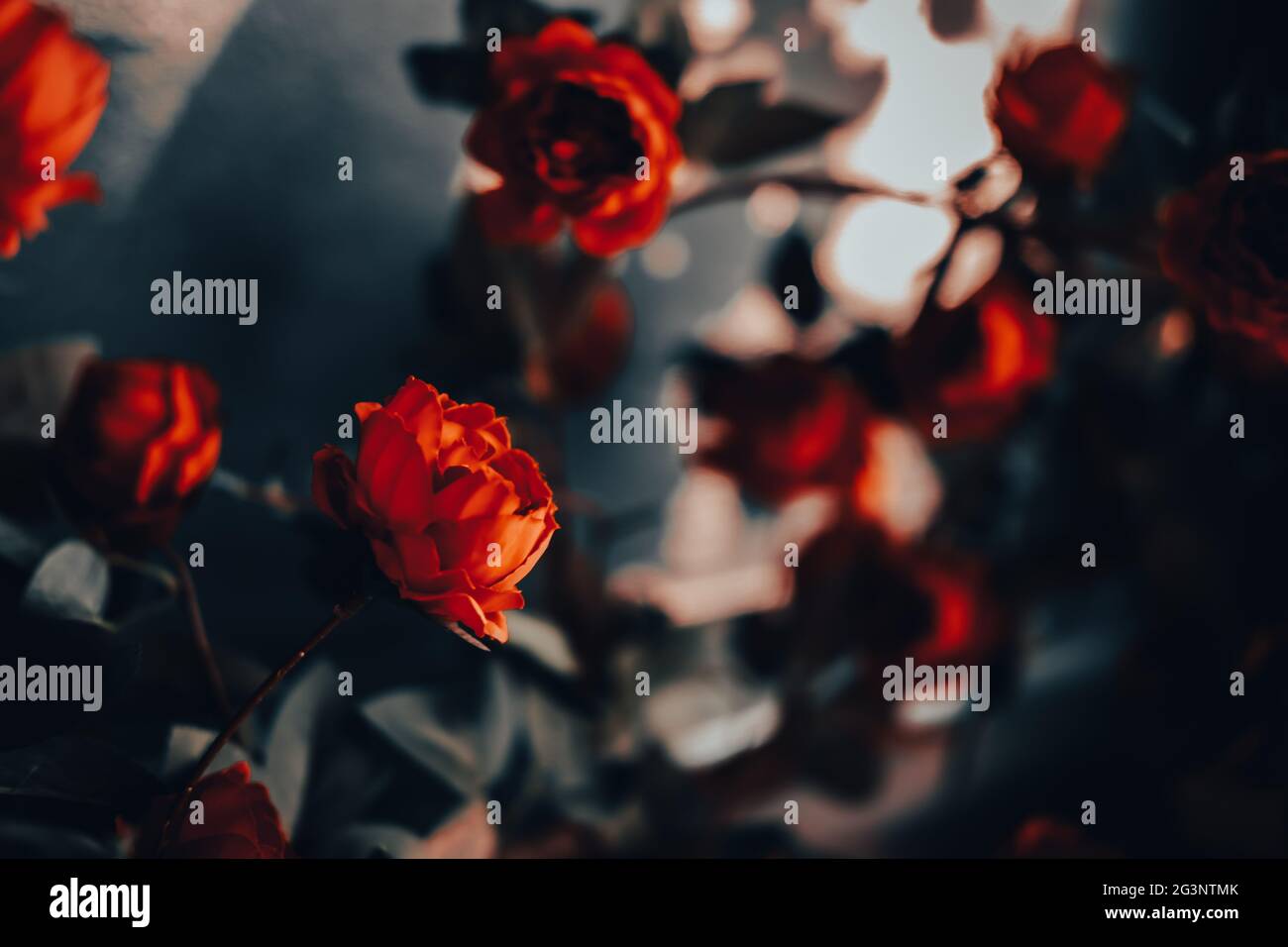 Fiori di rosa rossa con luce solare. Stile vintage. Concetto di San Valentino. Foto Stock