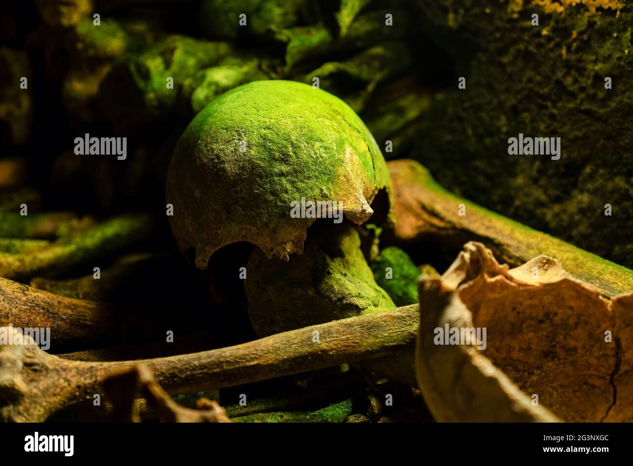 Primo piano di un vecchio cranio con muschio verde sepolto nelle catacombe di Parigi, Francia Foto Stock