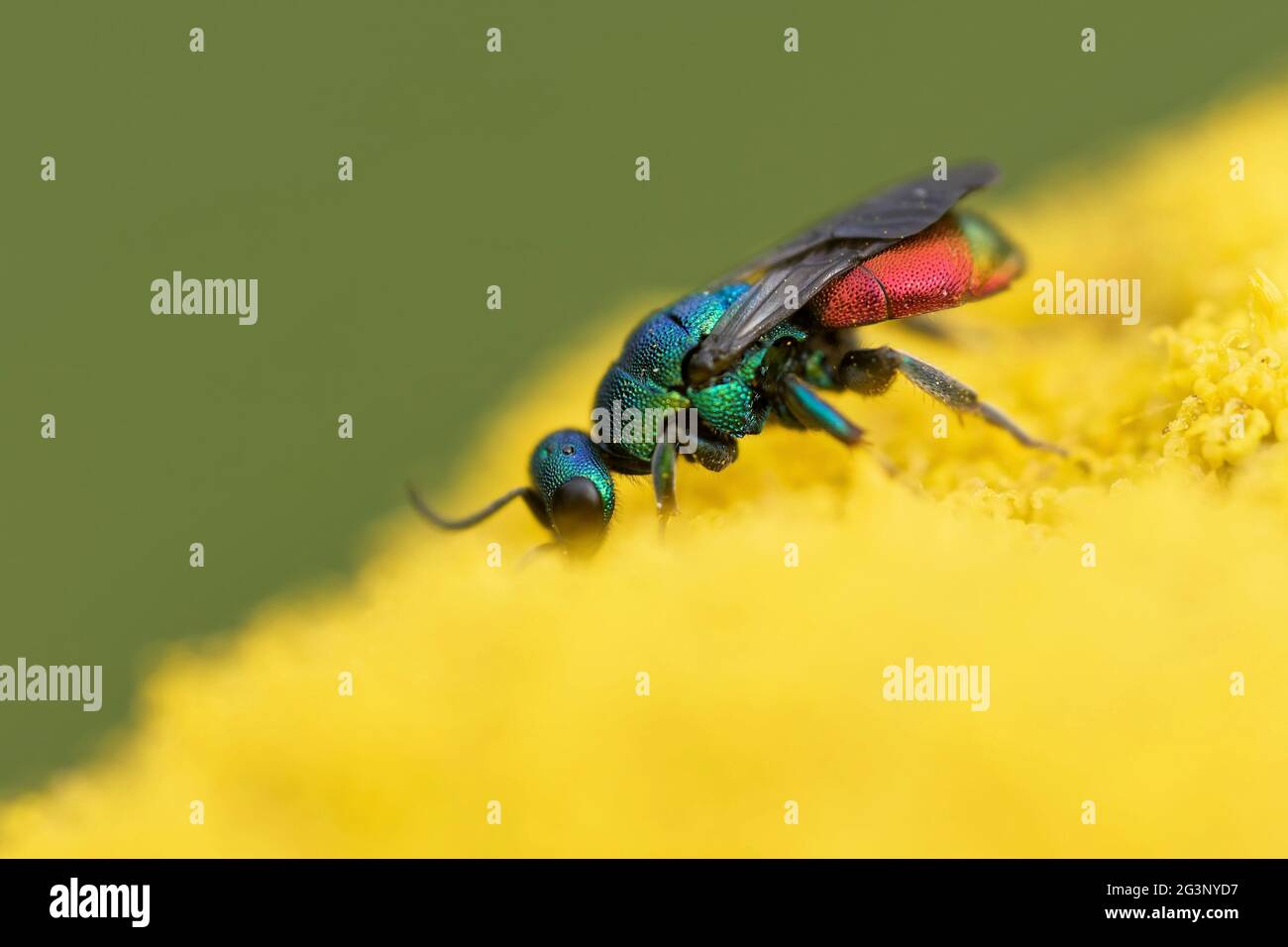 Comune vespe d'oro su un covone d'oro Foto Stock