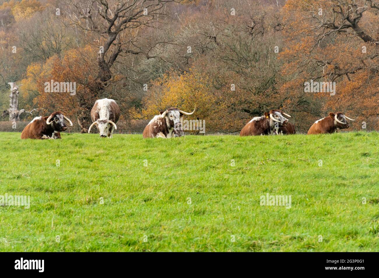 Old inglese Longhorn bestiame allevato a Windsor Great Park durante l'autunno, Berkshire, Inghilterra, Regno Unito Foto Stock